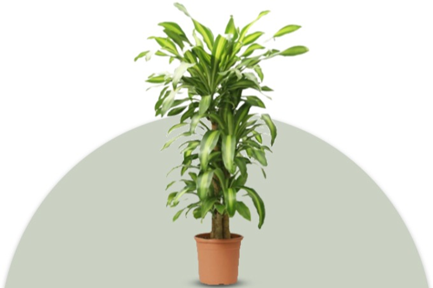 Dracaena Massangeana Plant