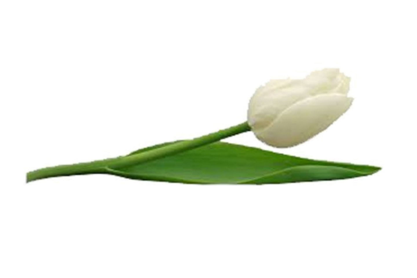 توليب بدون تغليف