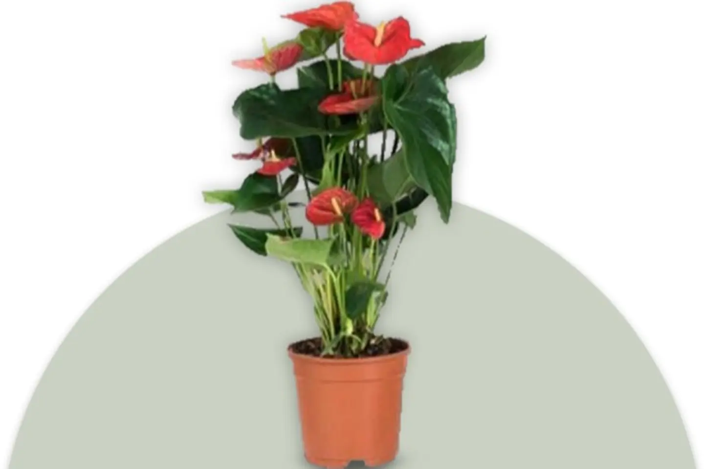 Anthurium Plant