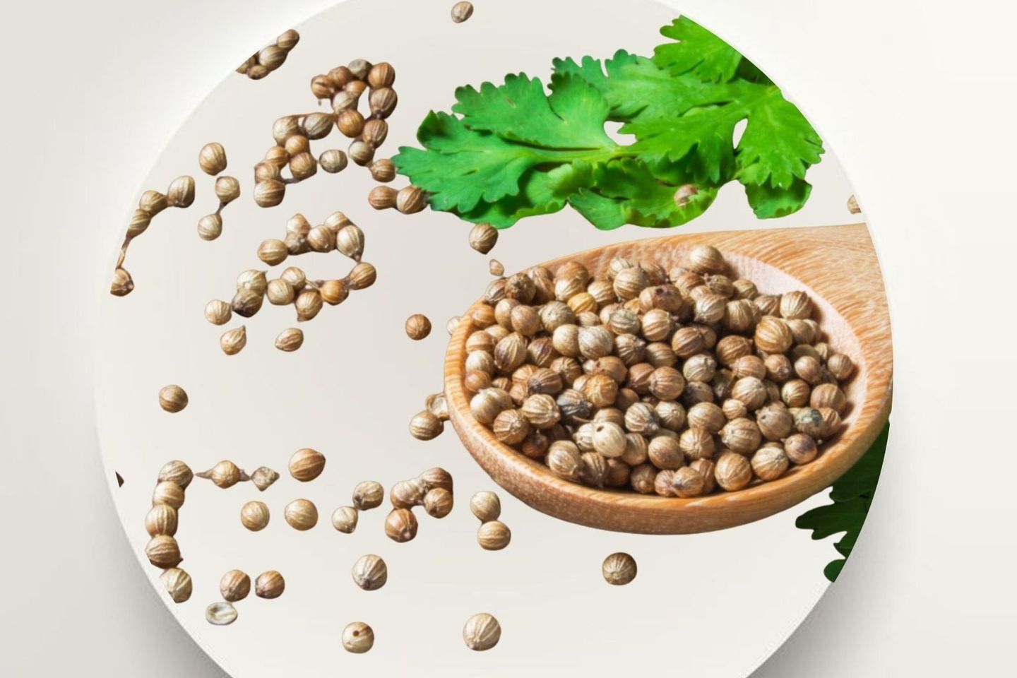 Coriander Seeds 250g