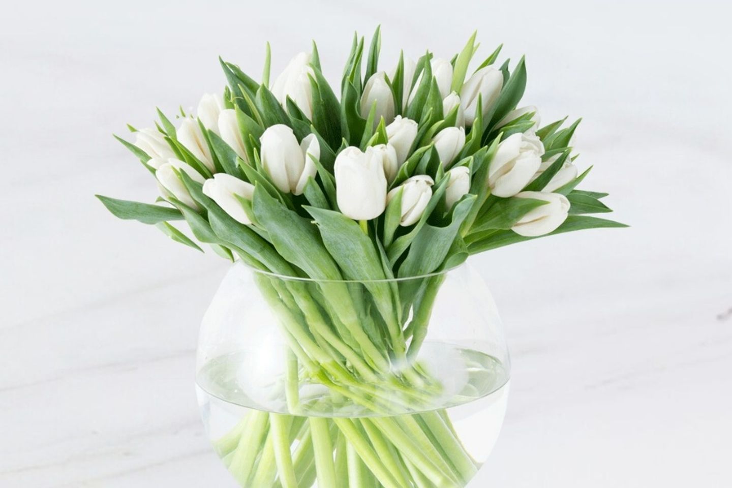 50 Tulips White In Glass Vase
