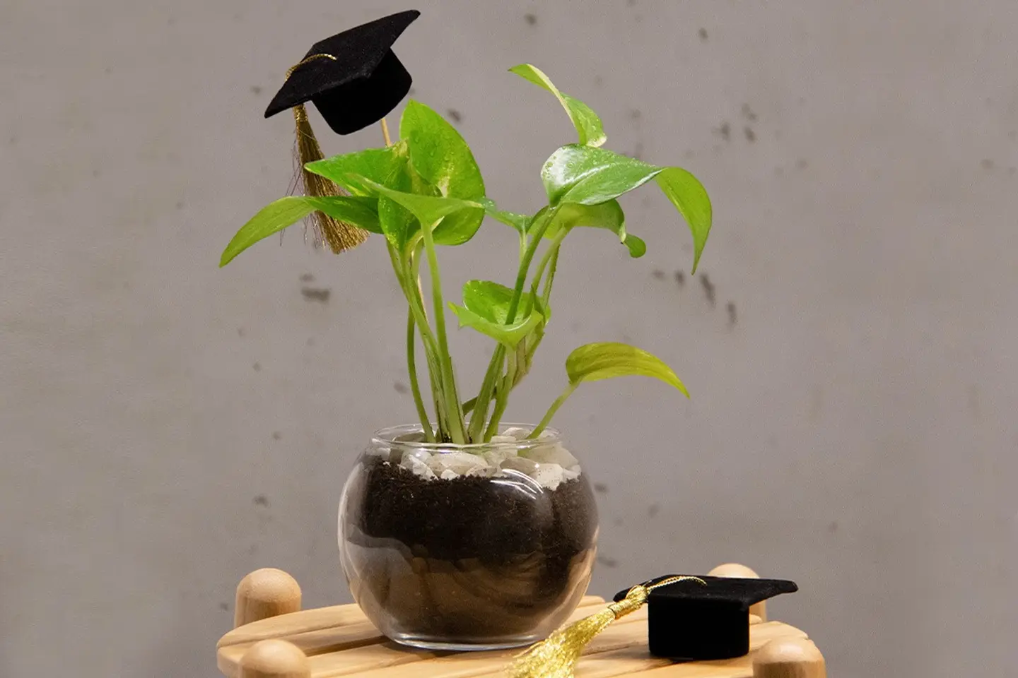 Pothos Plant In Vase – Graduation Cap Topper
