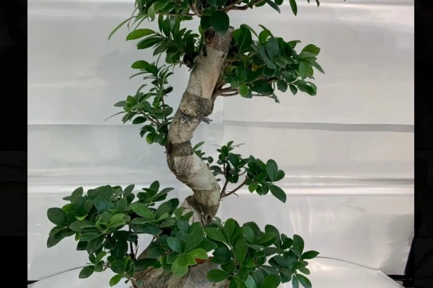 Large Bonzai