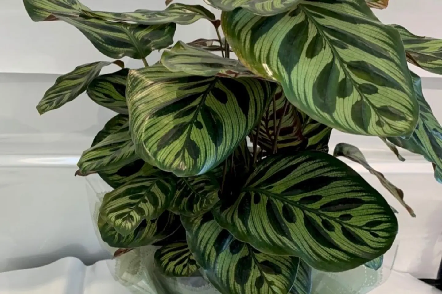 Dieffenbachia Plant