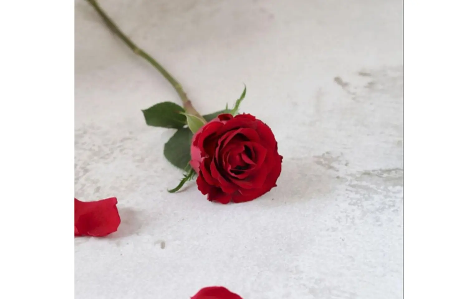 Red Rose