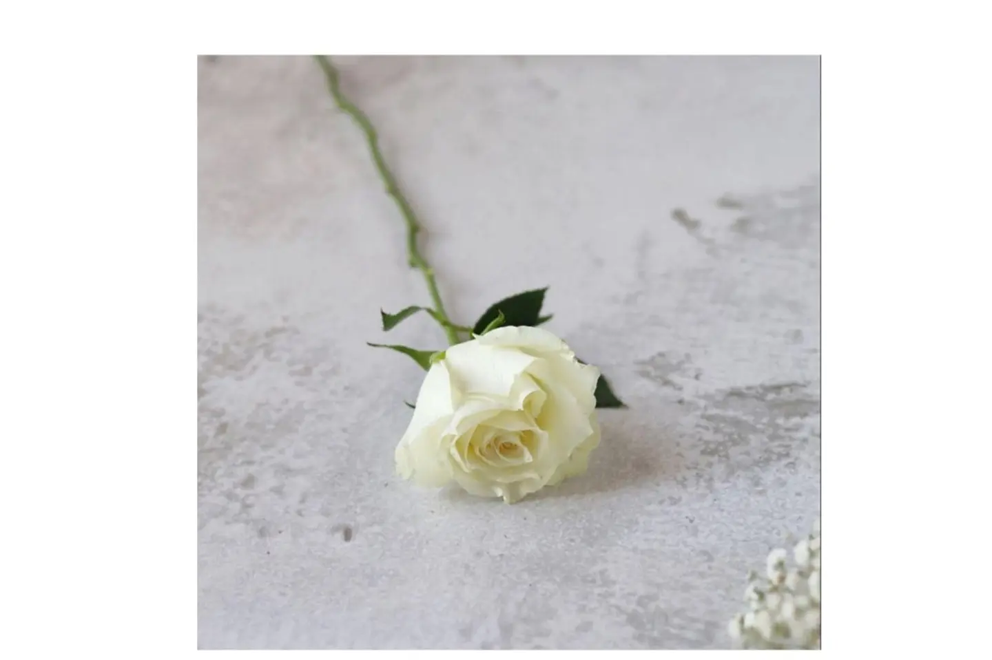 White Rose
