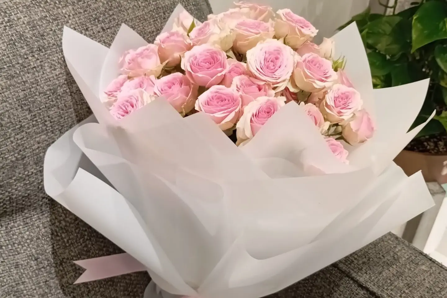 Baby Rose Pink Package