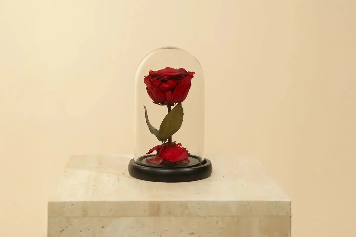 ورد دائم انجل ١١