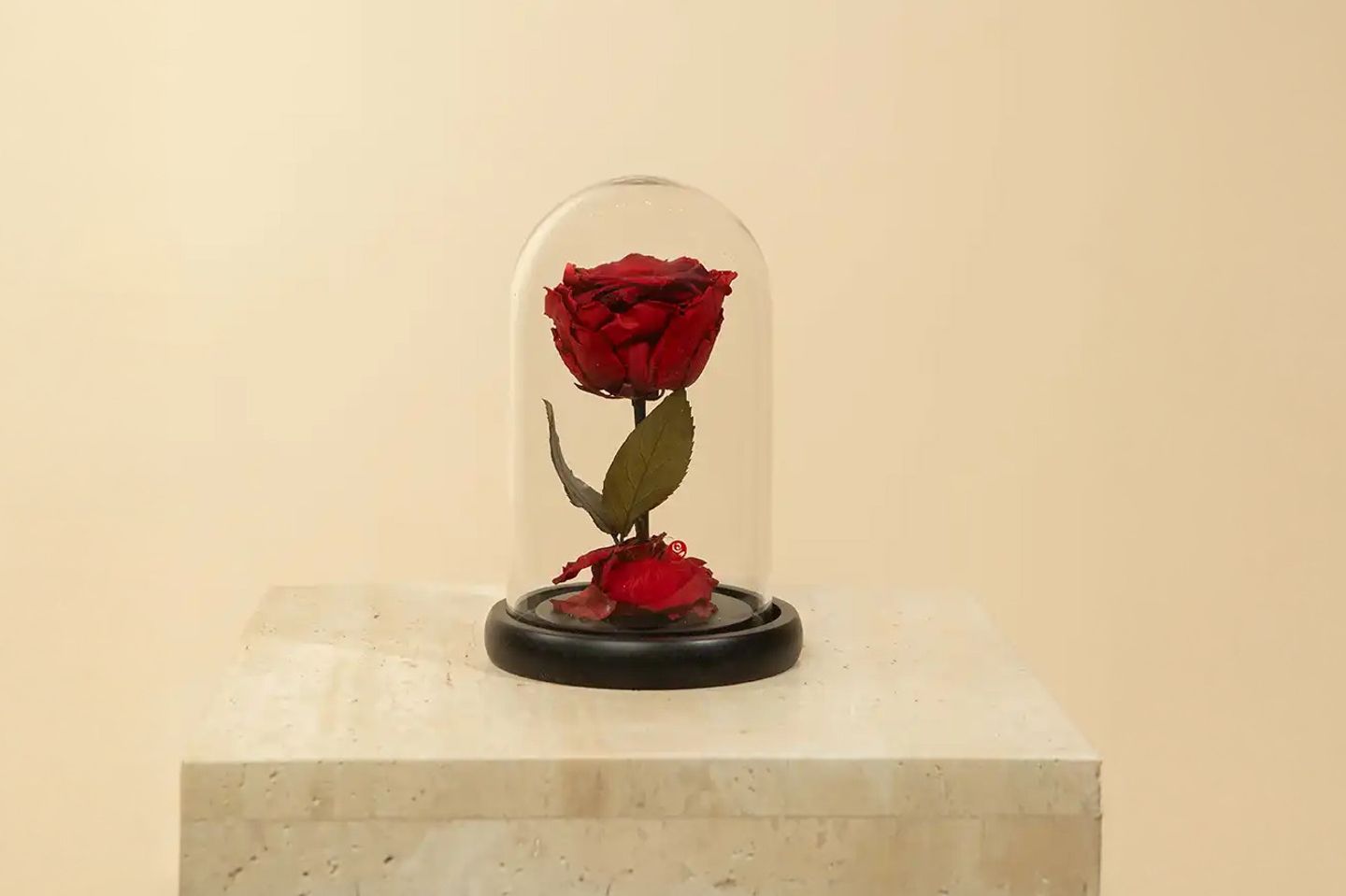 ورد دائم انجل ١١