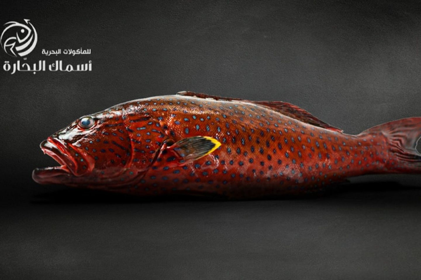 Najel Fish - Kilo