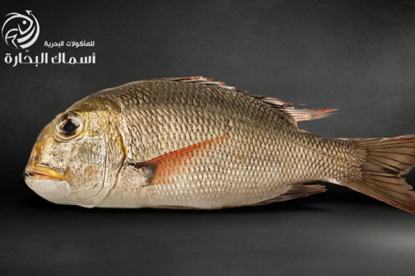 Emperor Abu Ain - Kilo