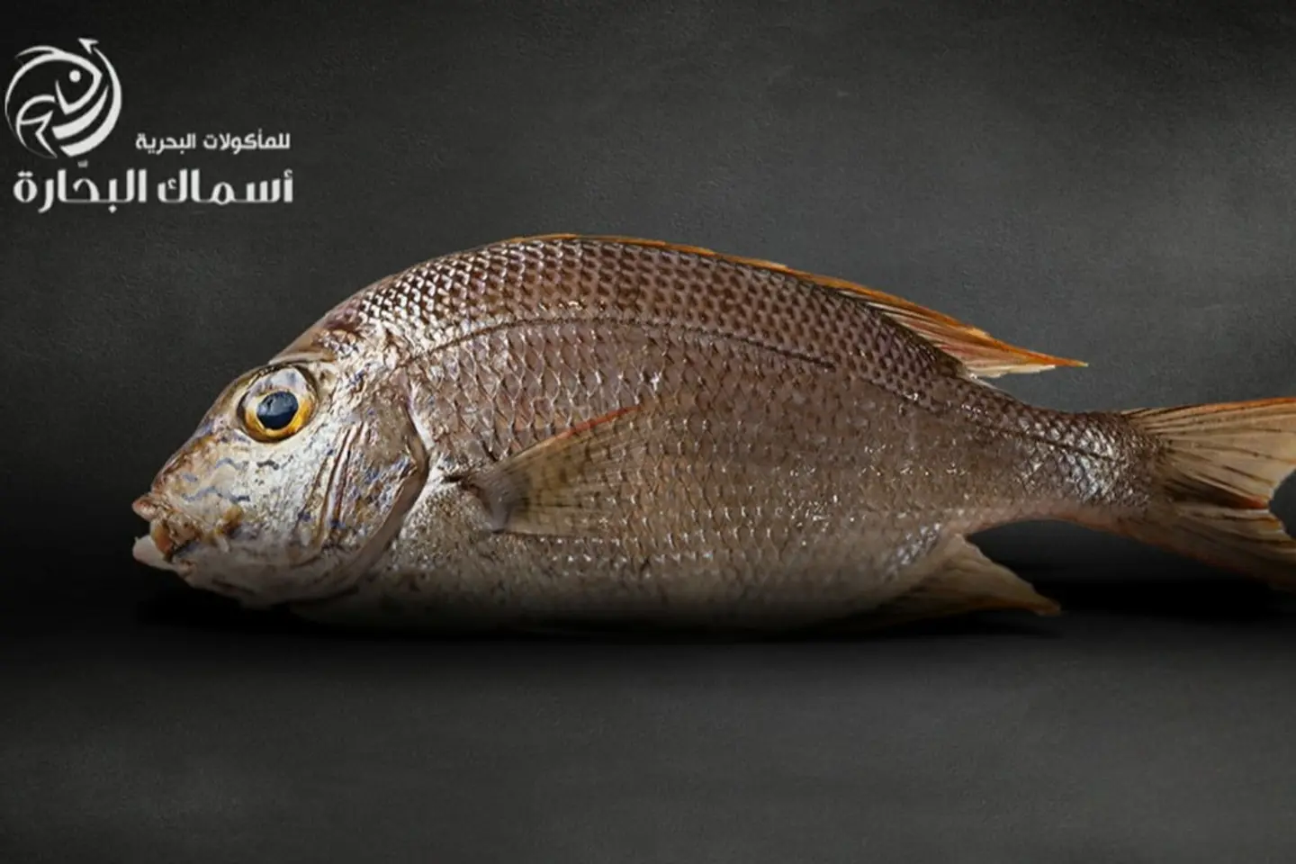 شعور قمر - كيلو