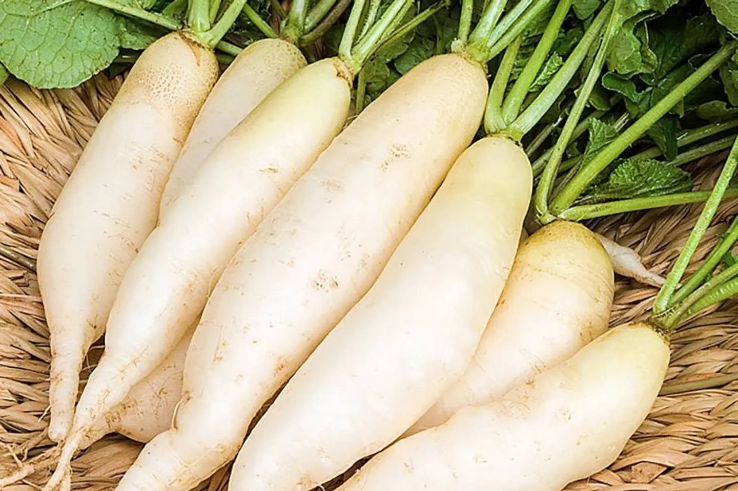 Radish