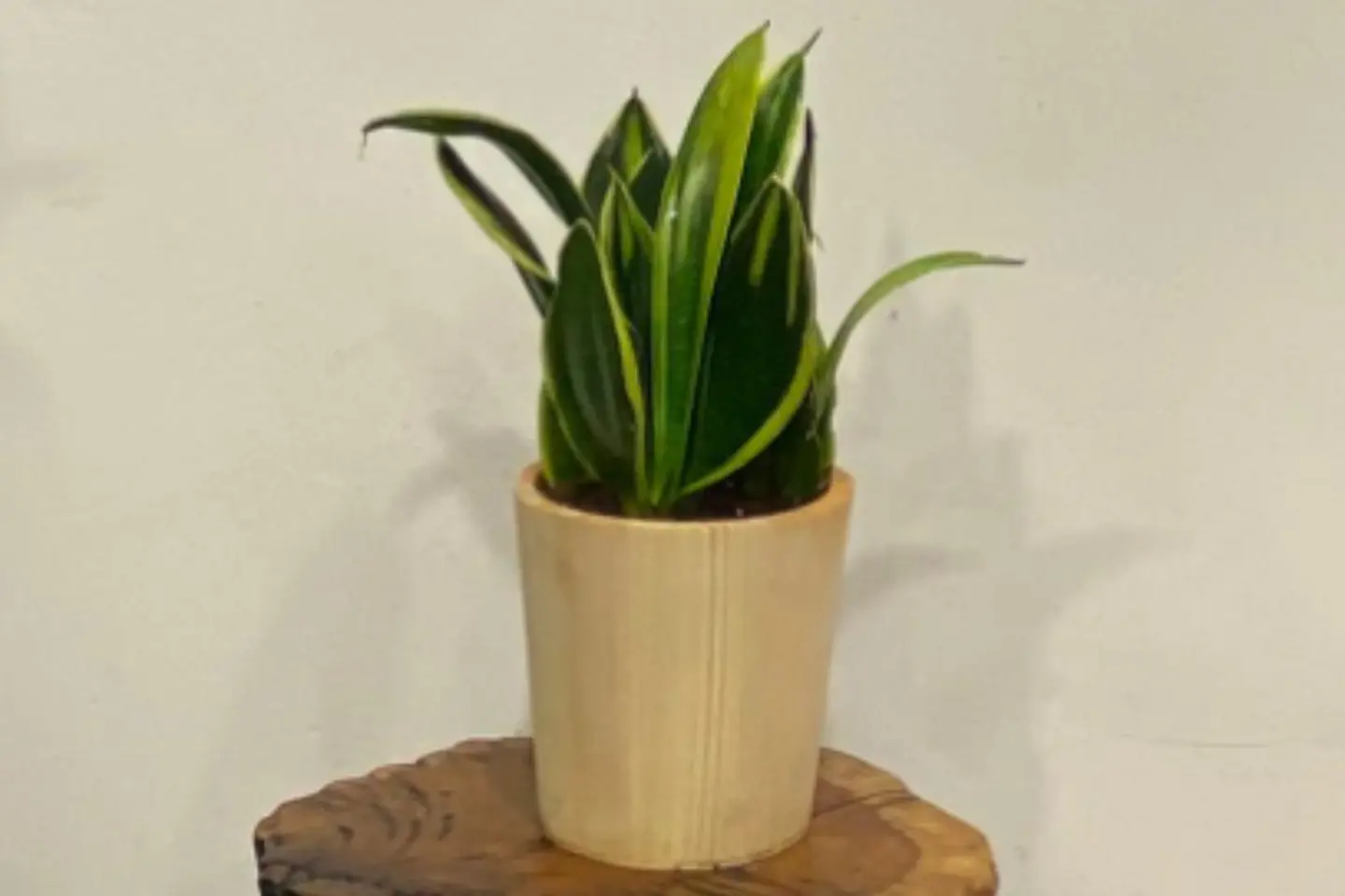 Sansevieria In An Wooden Pot