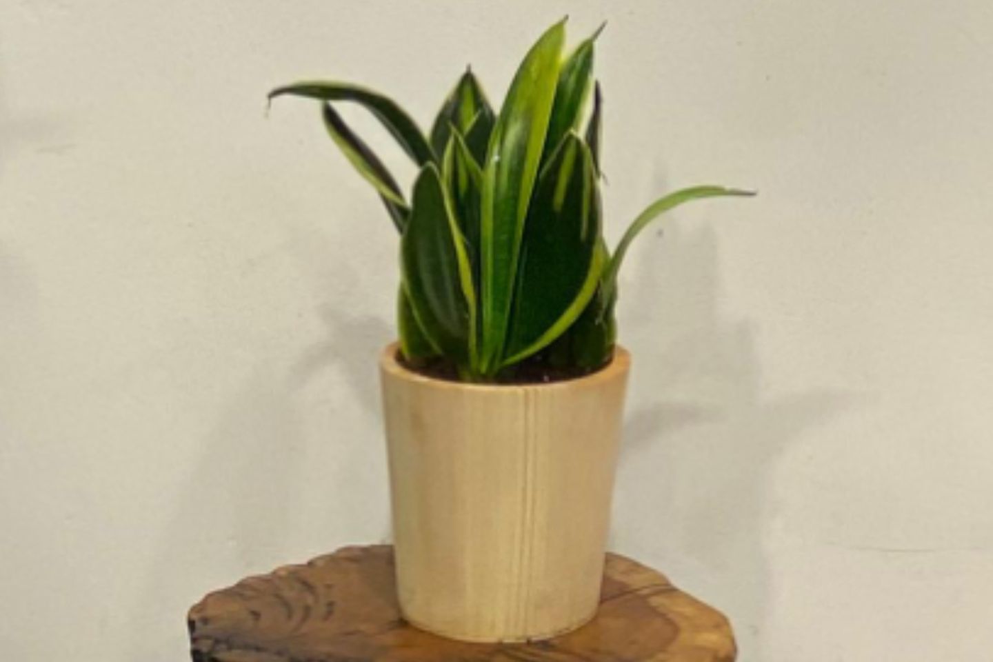 Sansevieria In An Wooden Pot