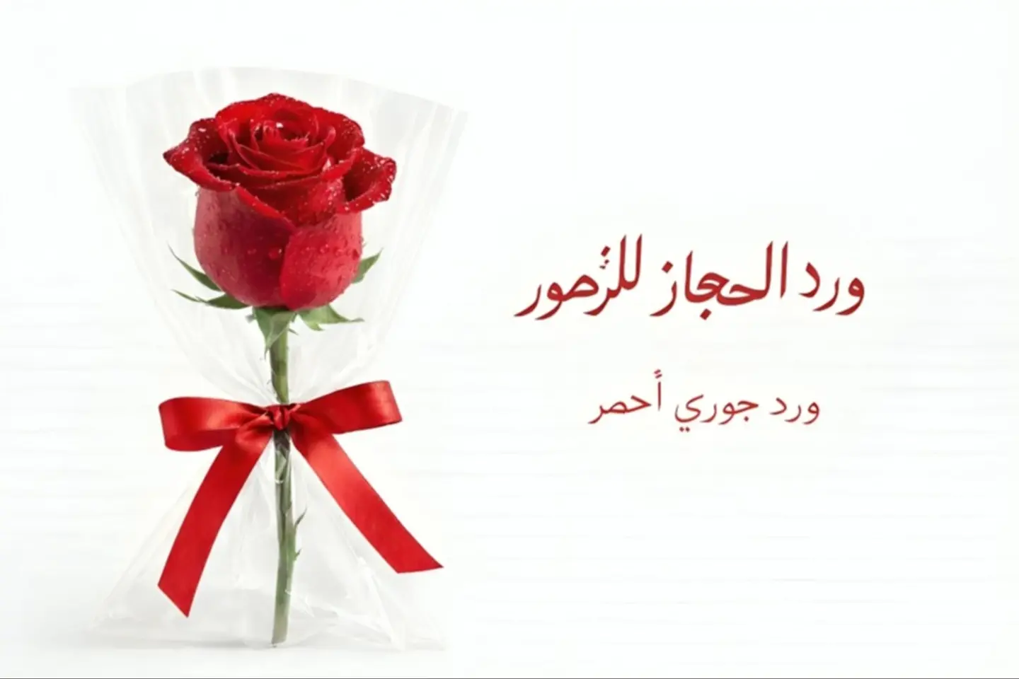Rose   559