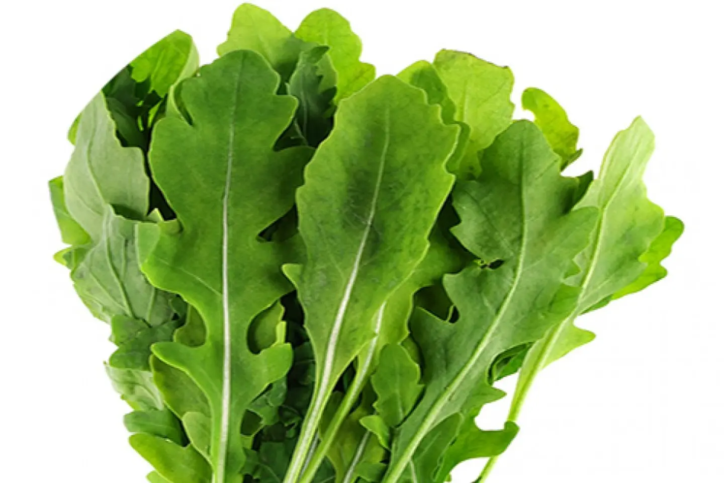 Arugula