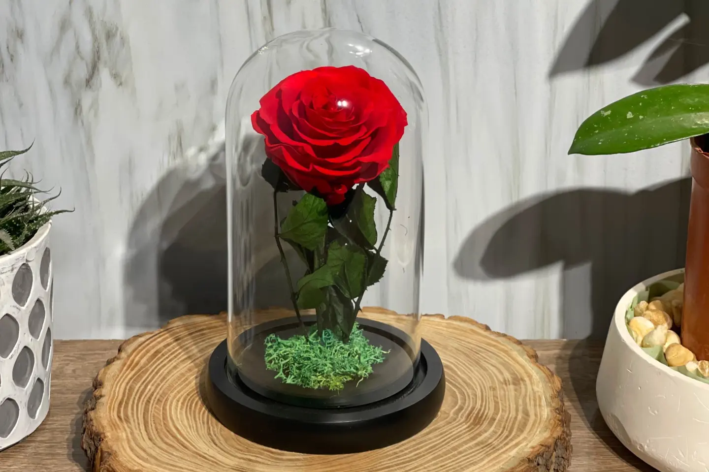 فازة وردة دائمه احمر