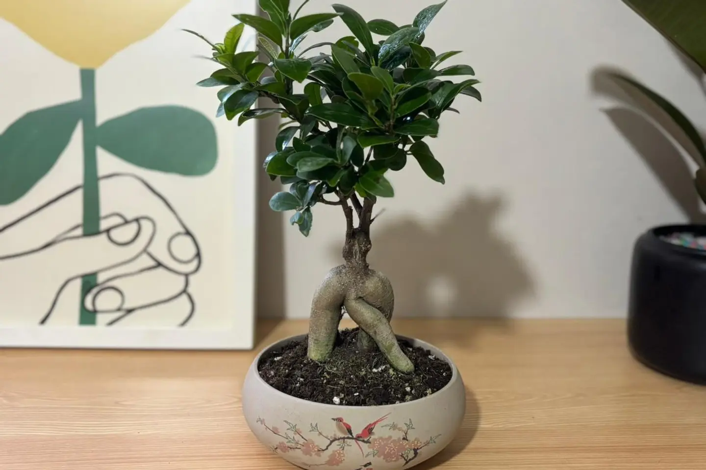 Elegant Bonsai Plant
