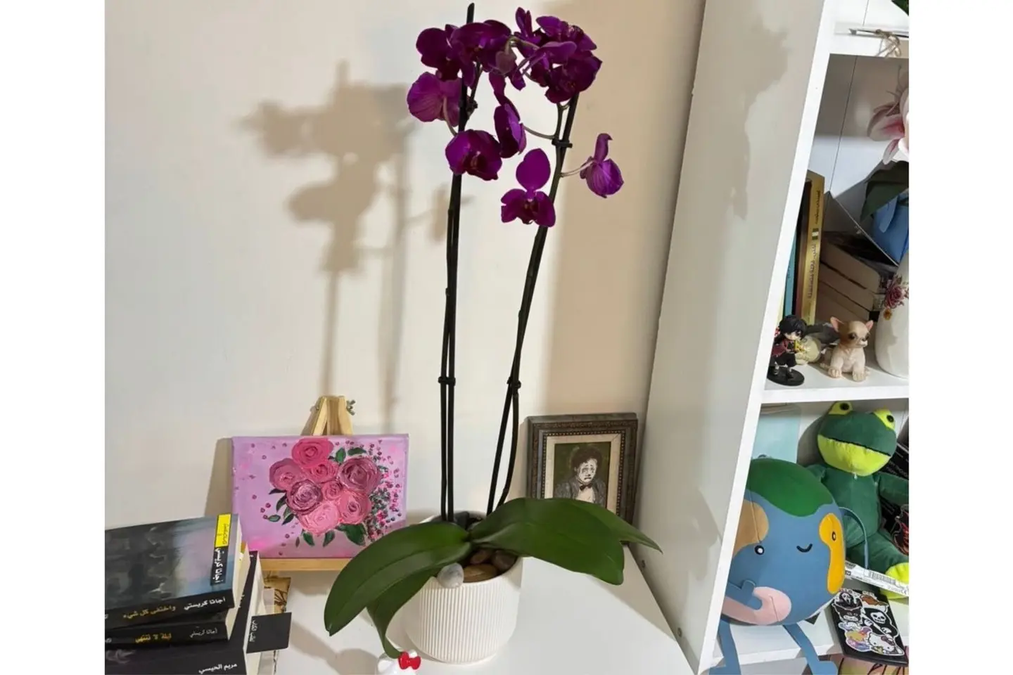 Orchid Plant