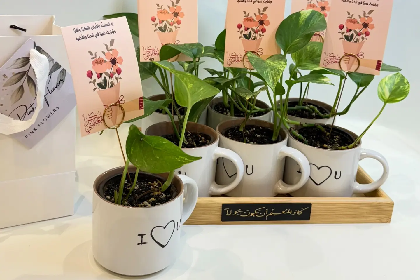 بكج نبتة ظل للمكتب