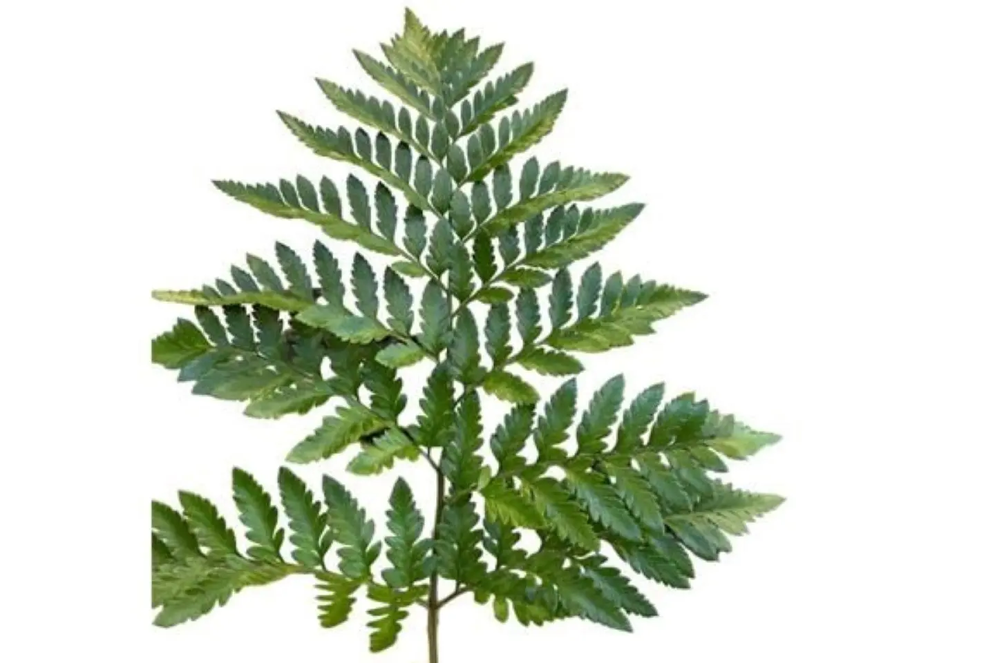 اوراق خضار لتزيين الورد الطبيعي