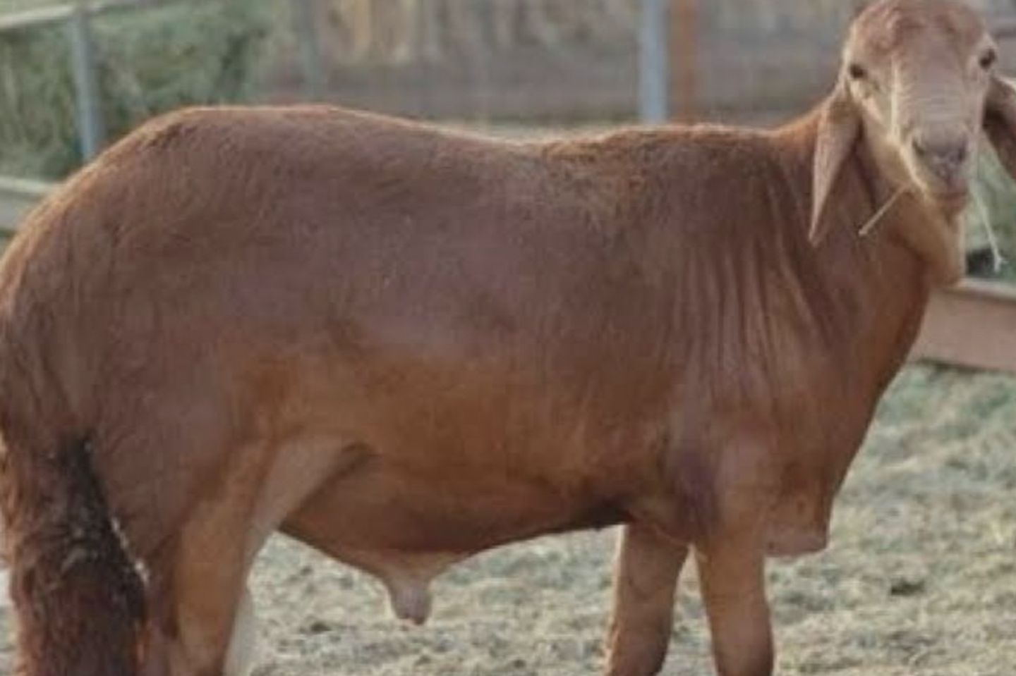 خروف العيد سواكن وحري دبايح امام عينيك وتقطيع كما تطلب