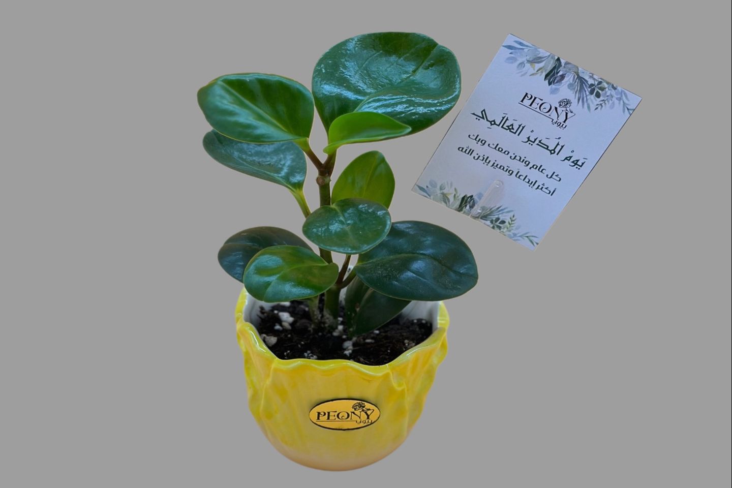 Peperomia Plant With Boss's Day Card