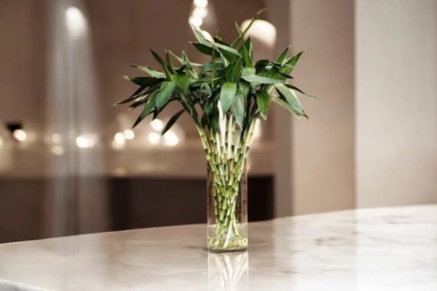 نبتة البامبو ٠١