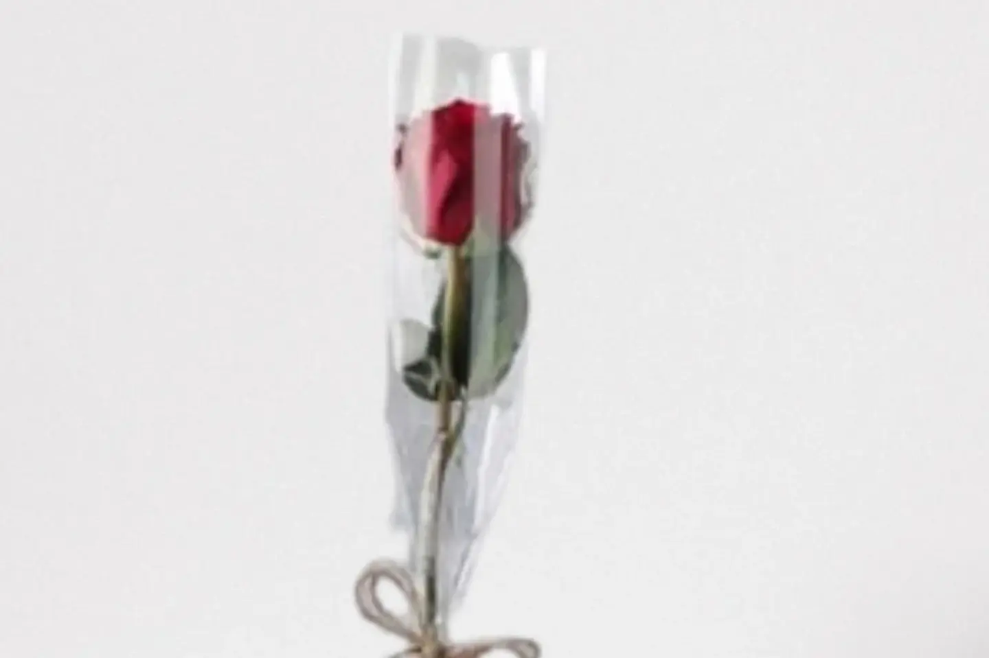 A Rose A Red A Transparent Cover T