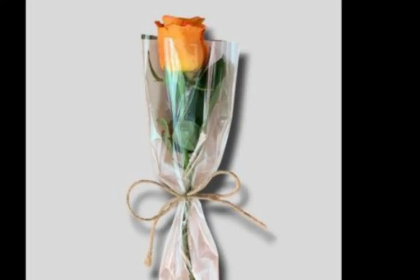 Orange Rose