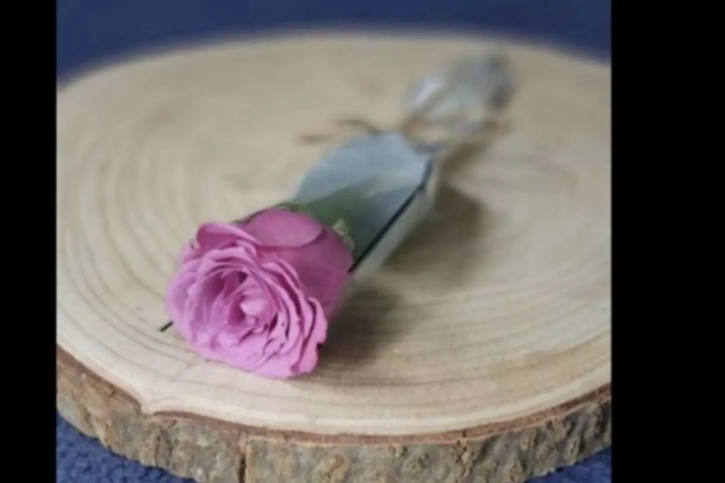 Mauve Rose