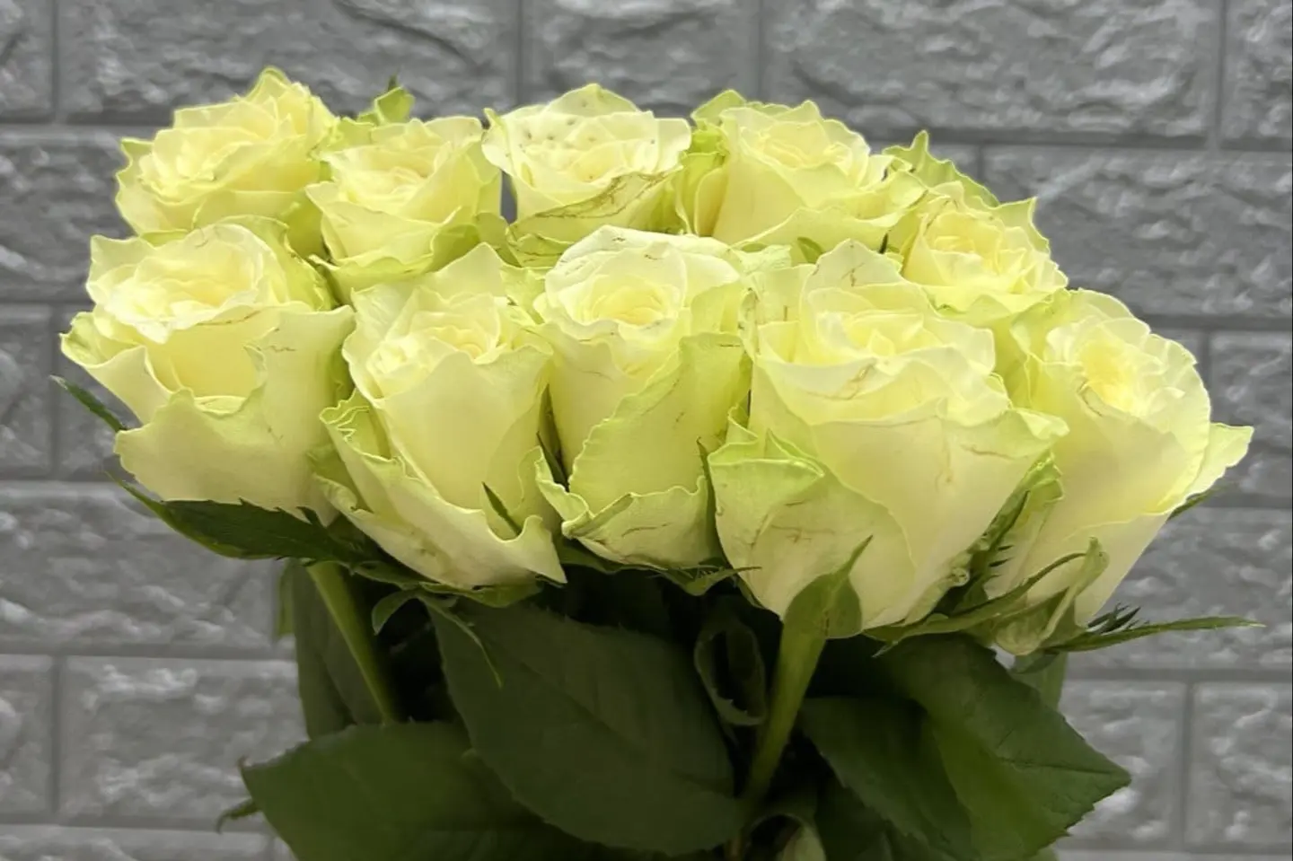 وردة و شتلة٠٠٠٥٢