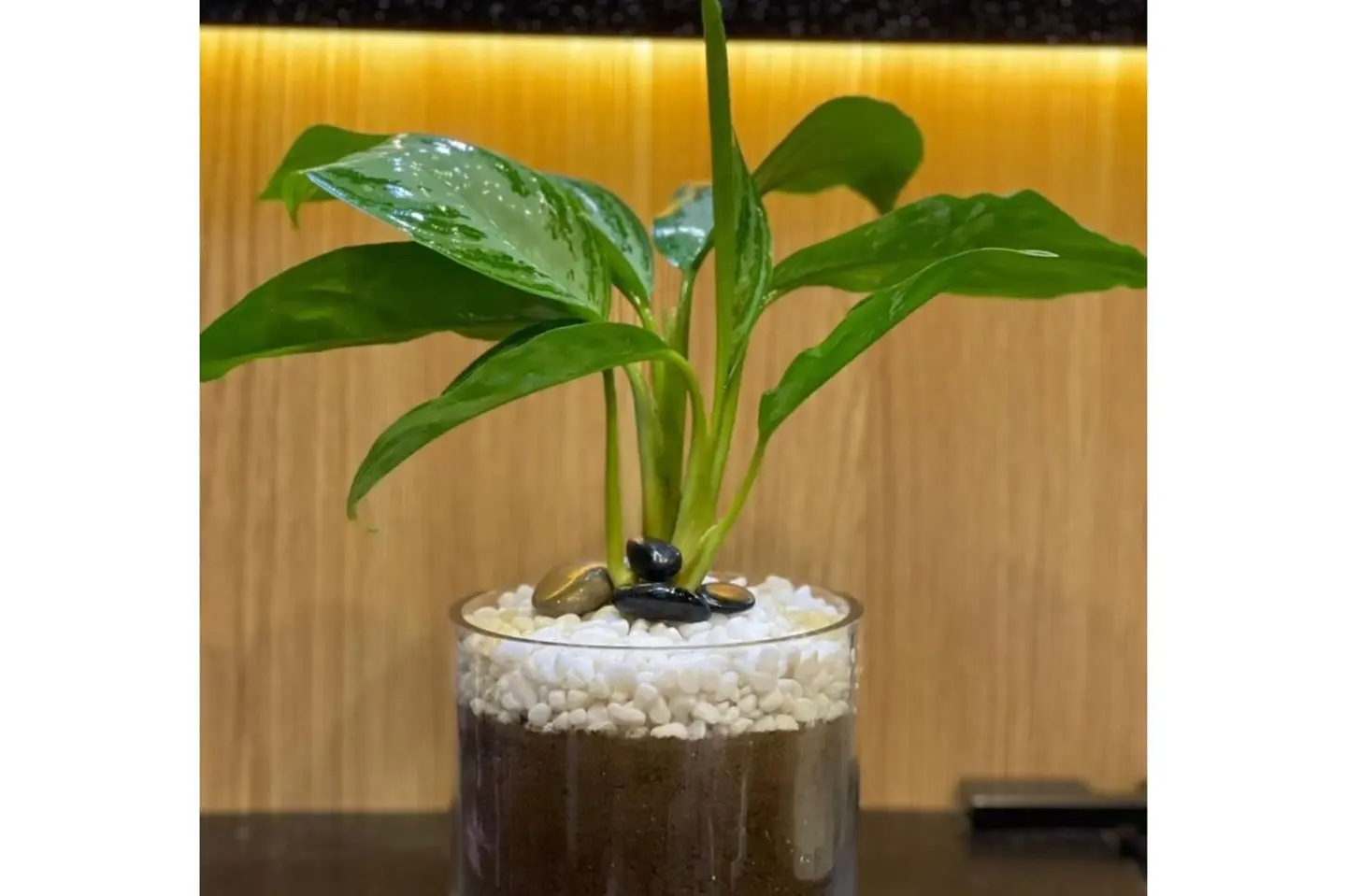 Beautiful Aglaonema Plant 2