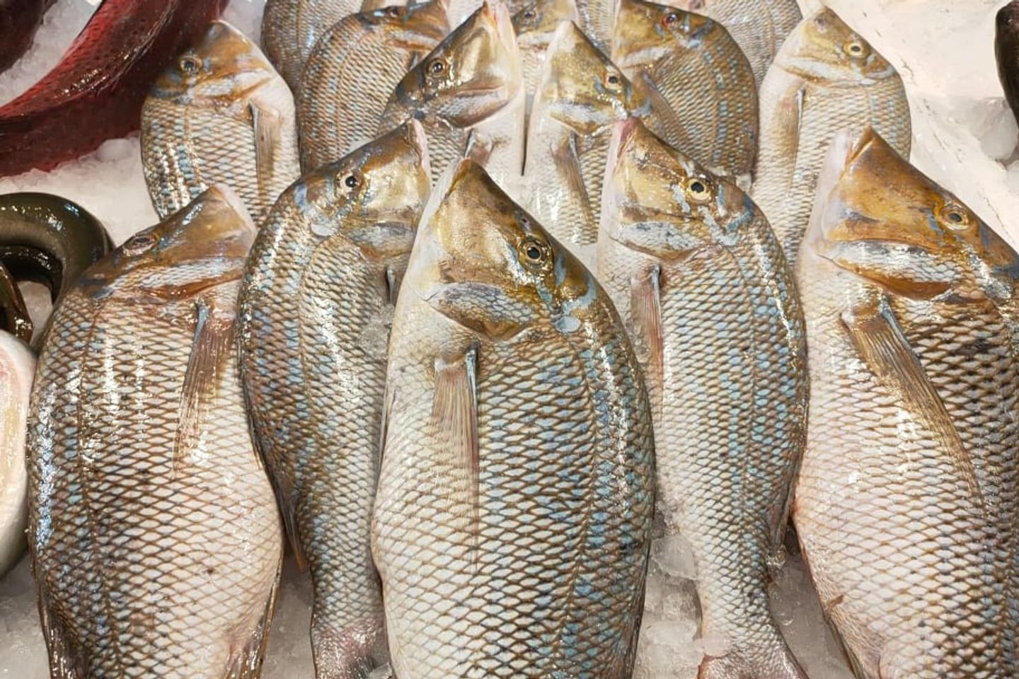 1 Kg Emperor