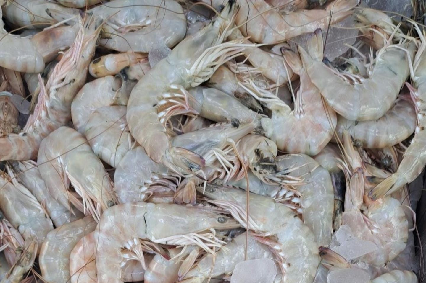 1 Kg Medium Shrimp