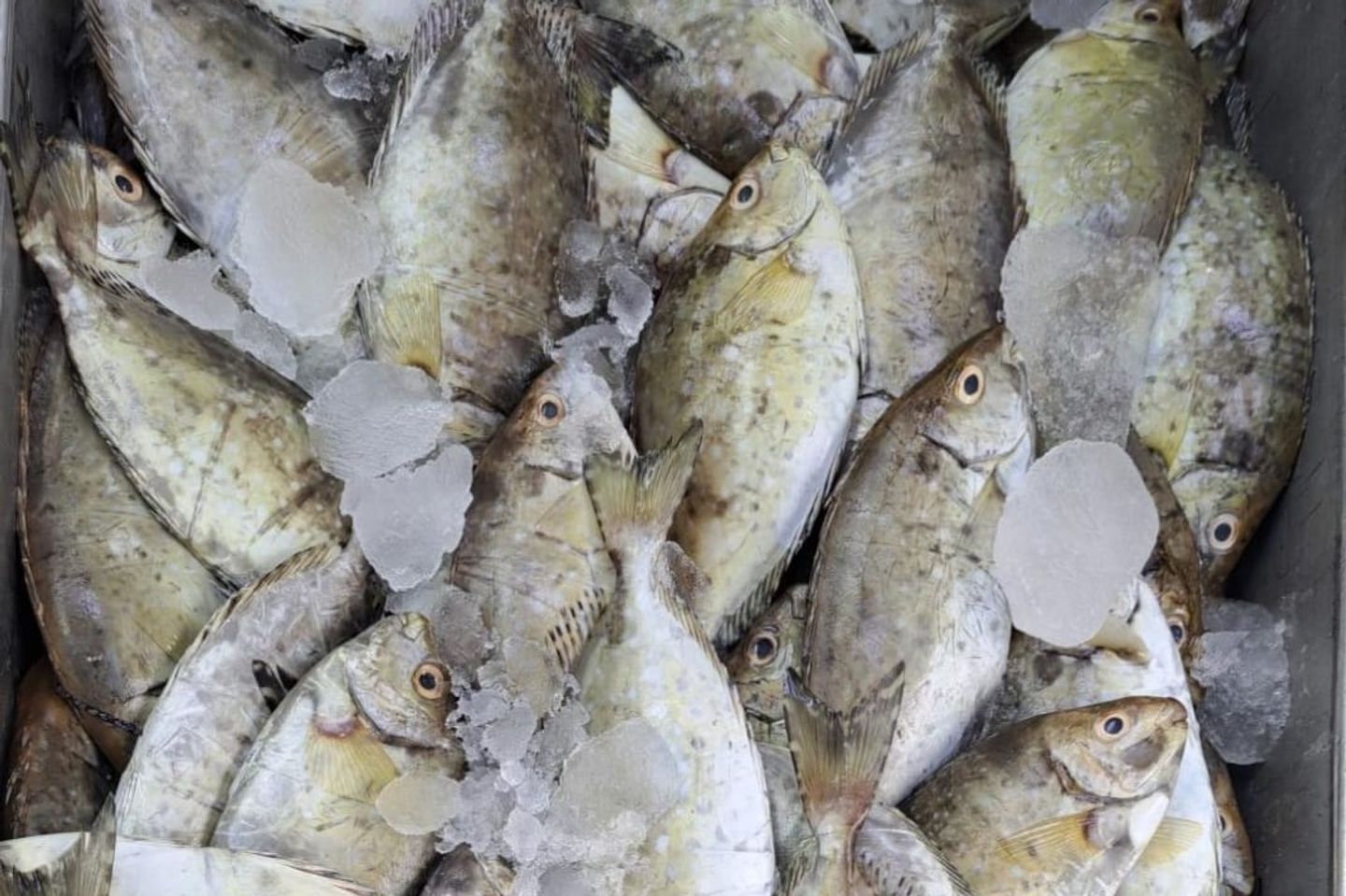 1 Kg Safi