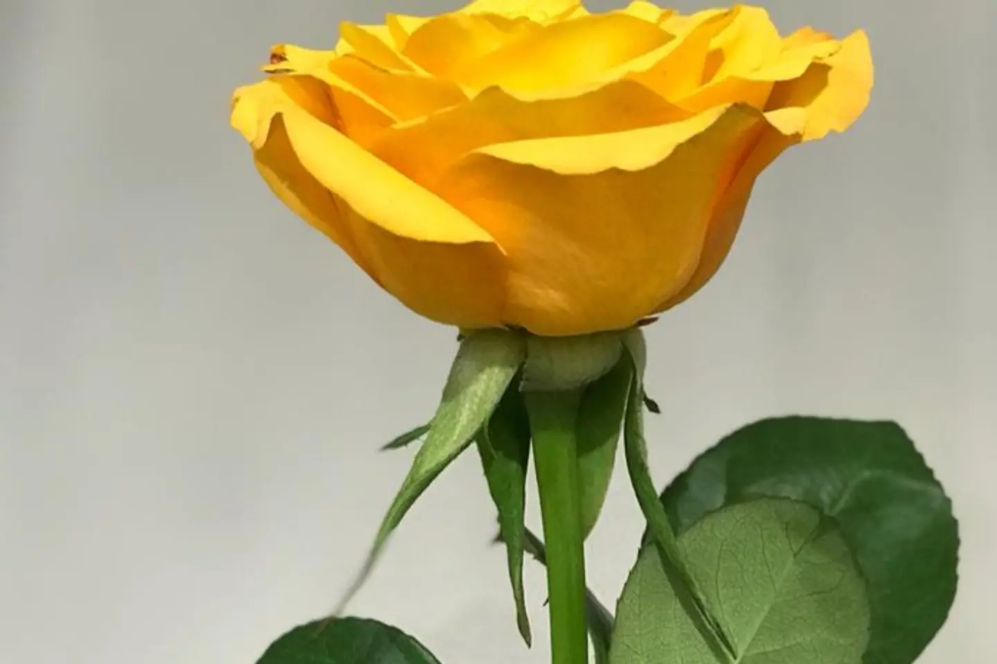 ورد اصفر جوري