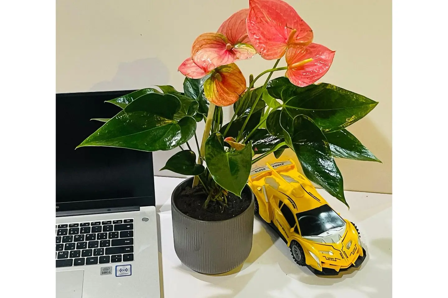 Pink Anthurium Plant 20