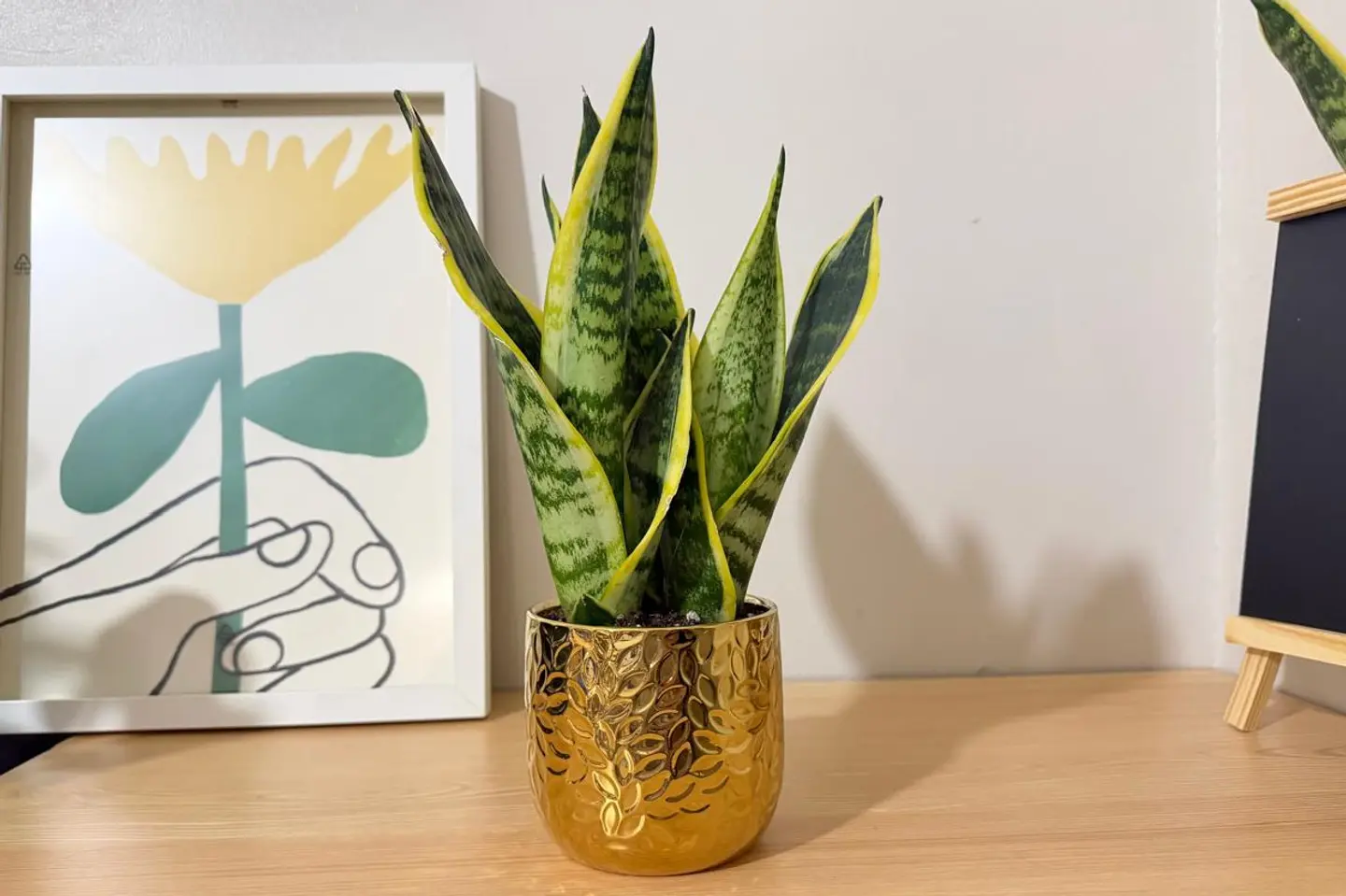 سانسيفيريا فاخرة ا