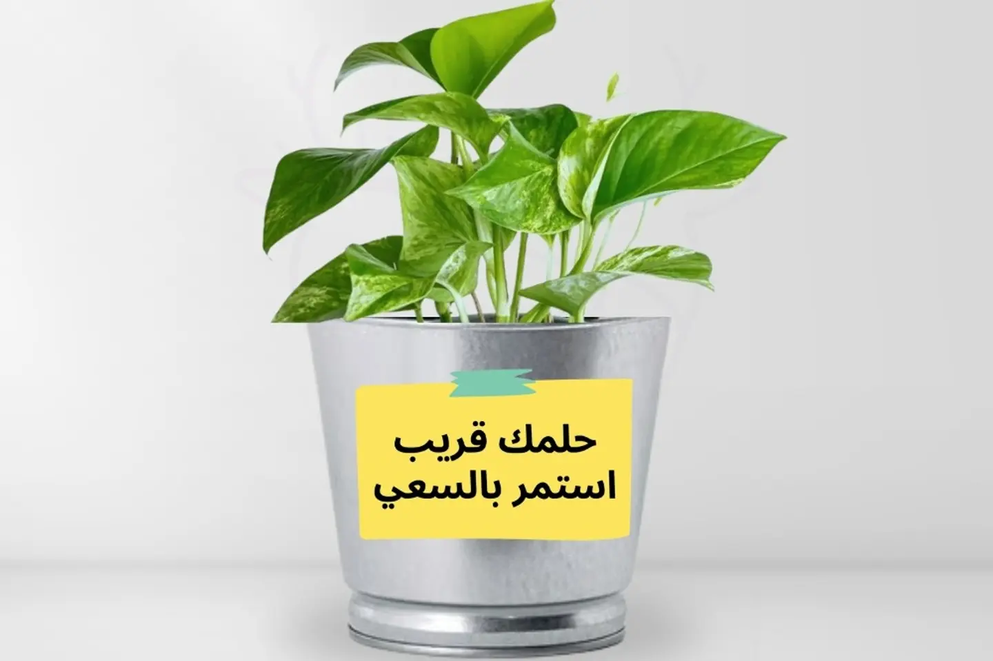 نبات بوتس مع عبارة حلمك قريب