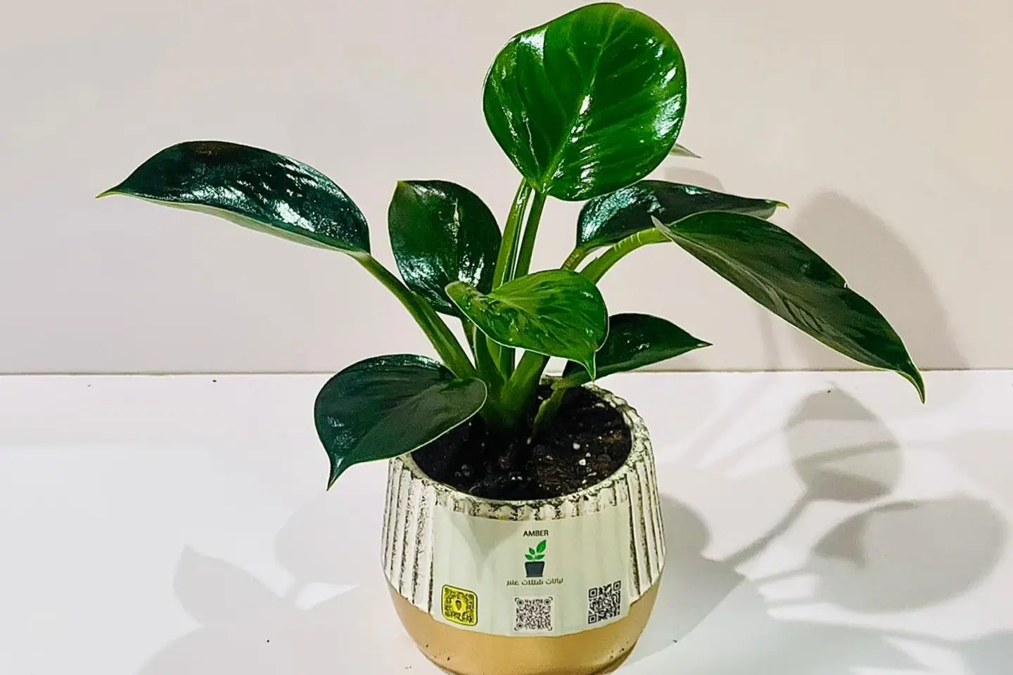 نبتة الاميرة الخضراء ٦٠