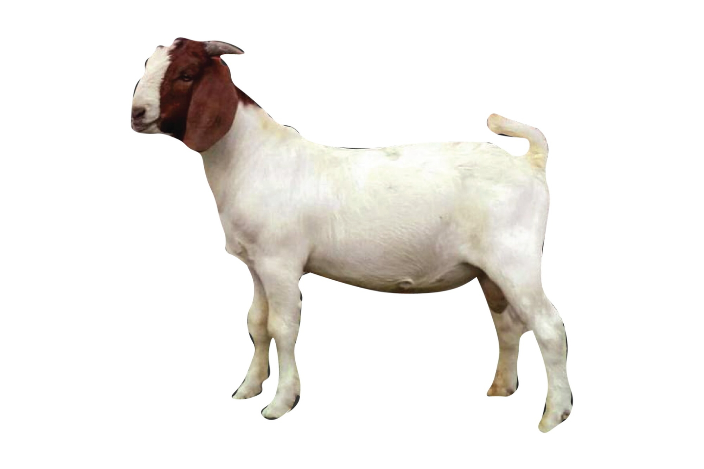 Whole Goat 15 Kg