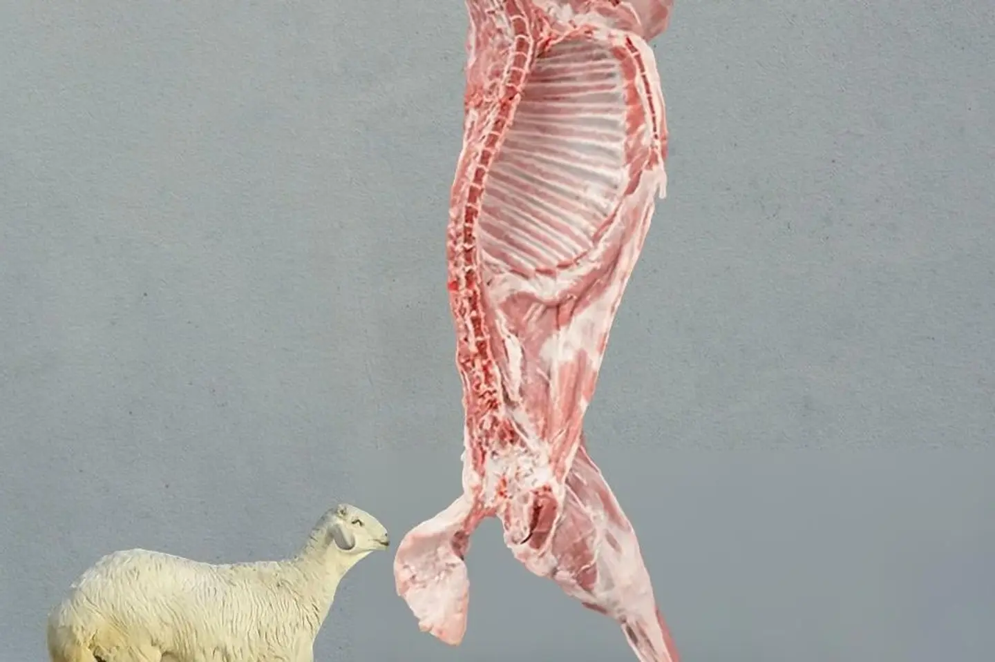 Half Hari Goat