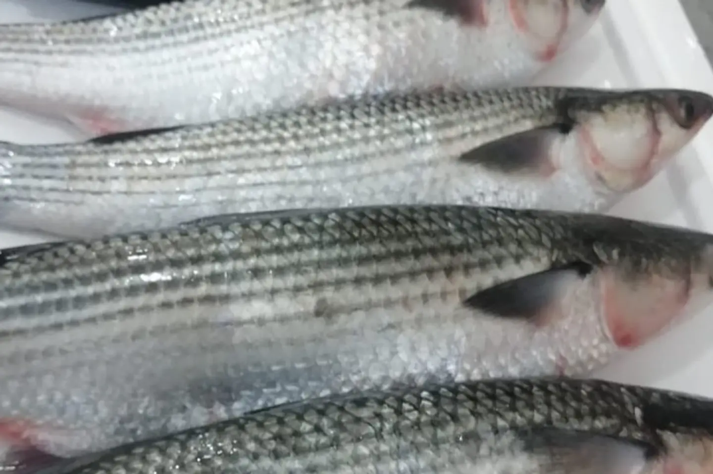 Mullet Fish (Grilled)