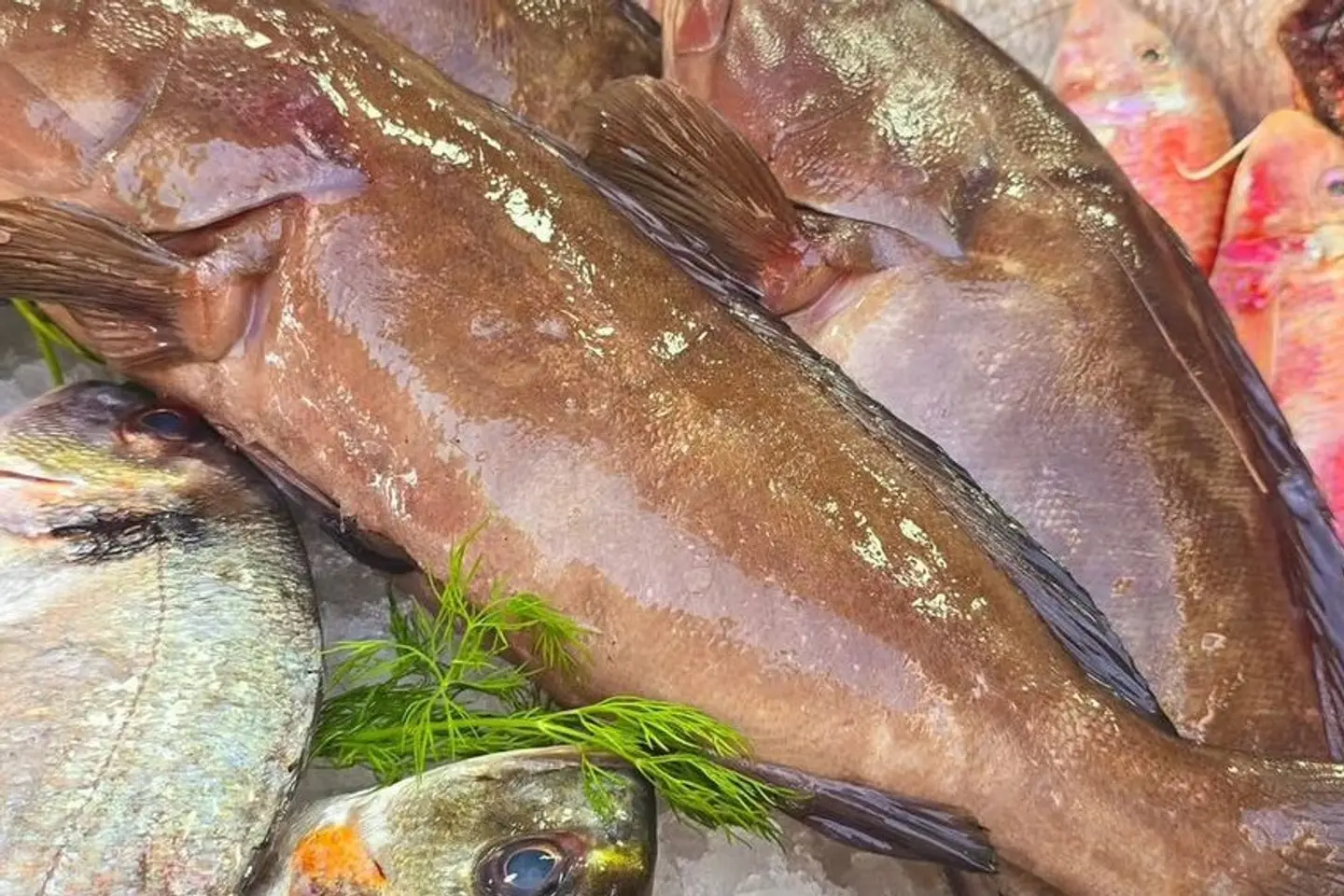 Hammour Fish (Grilled)