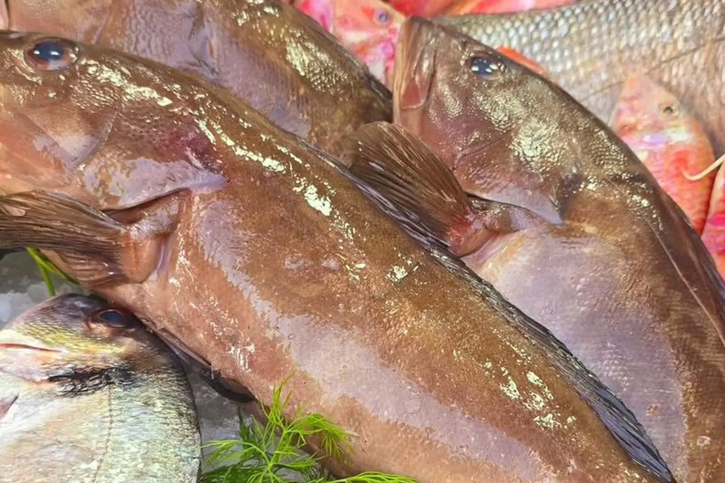 Hammour (Fried)