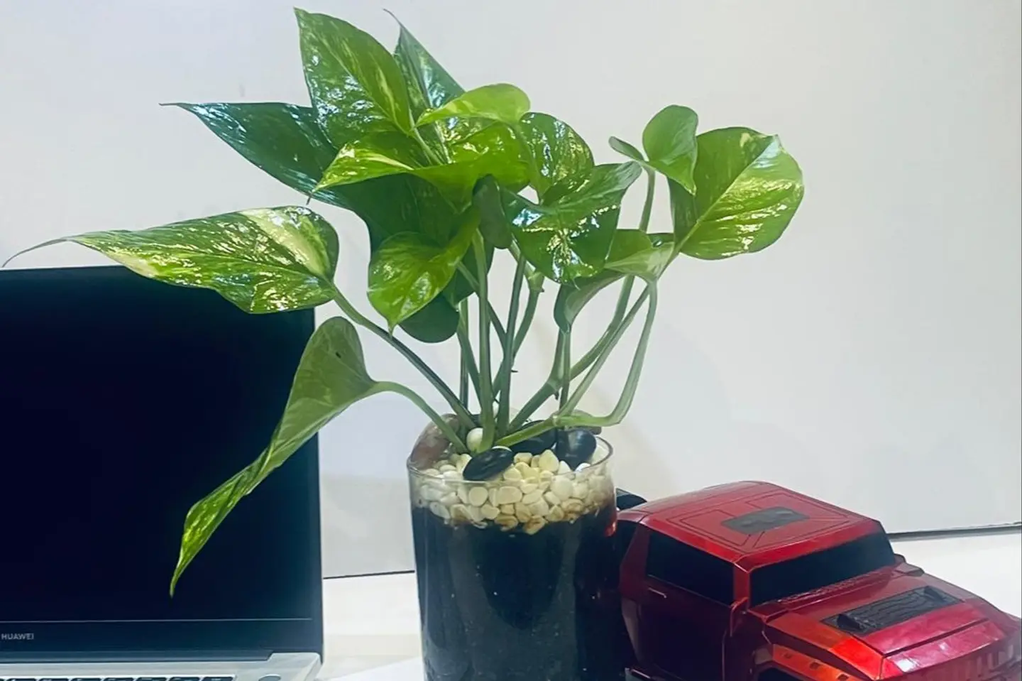 Pothos Plant 18