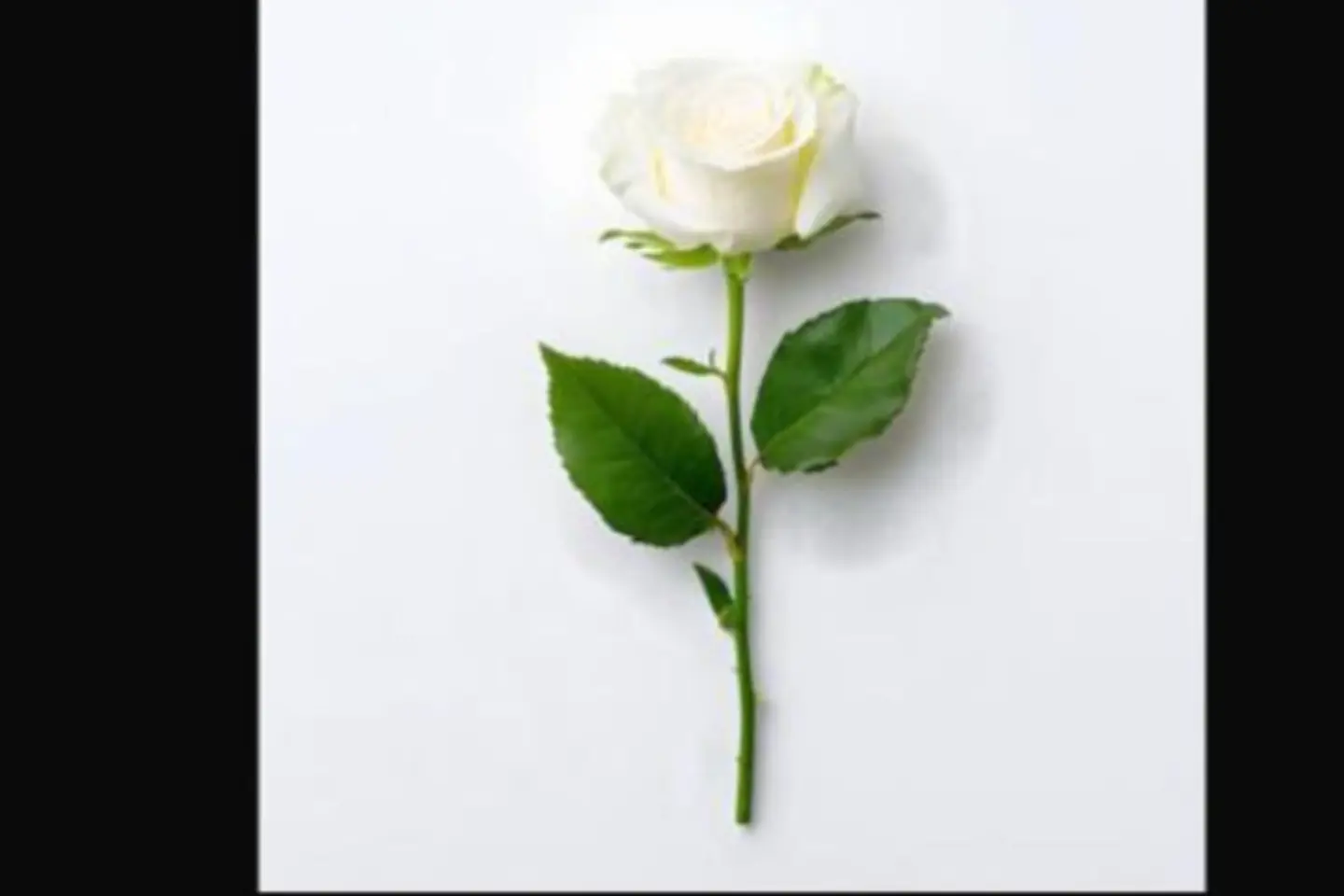 وردة جوري ابيض