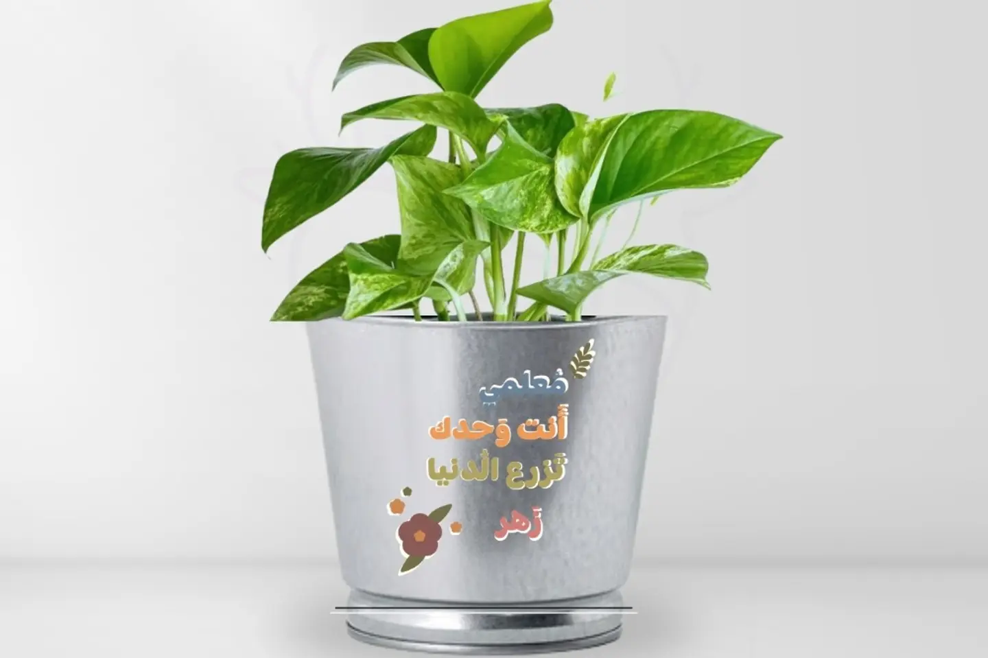 نبات بوتس بعبارة انت وحدك تزرع